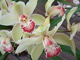 Cymbidium White Pink 